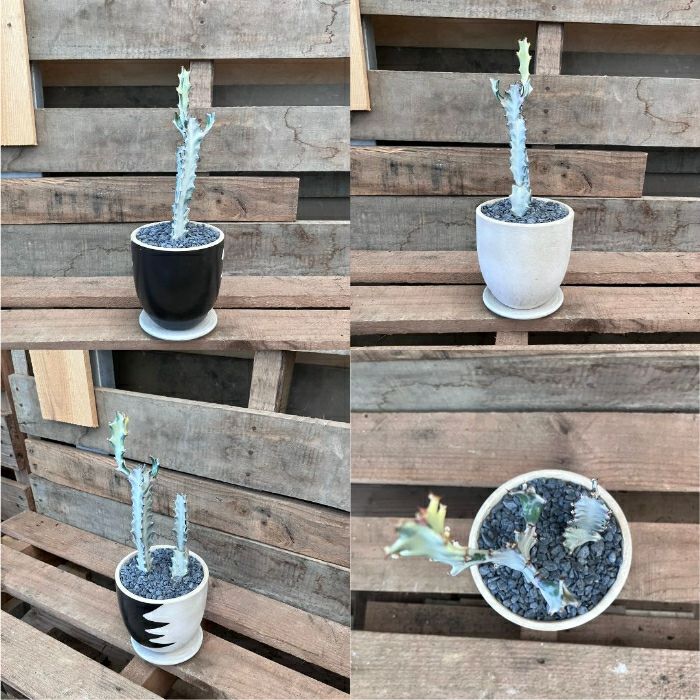 観葉植物現品販売