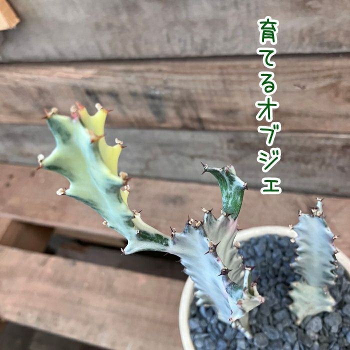 観葉植物現品販売