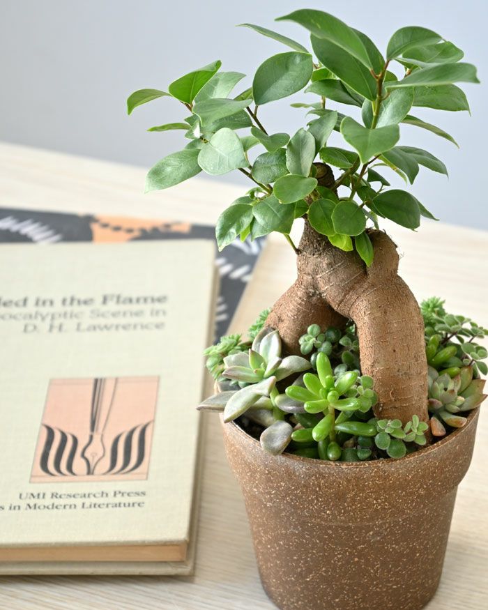 ガジュマル庭園 多肉植物 寄せ植え 観葉植物