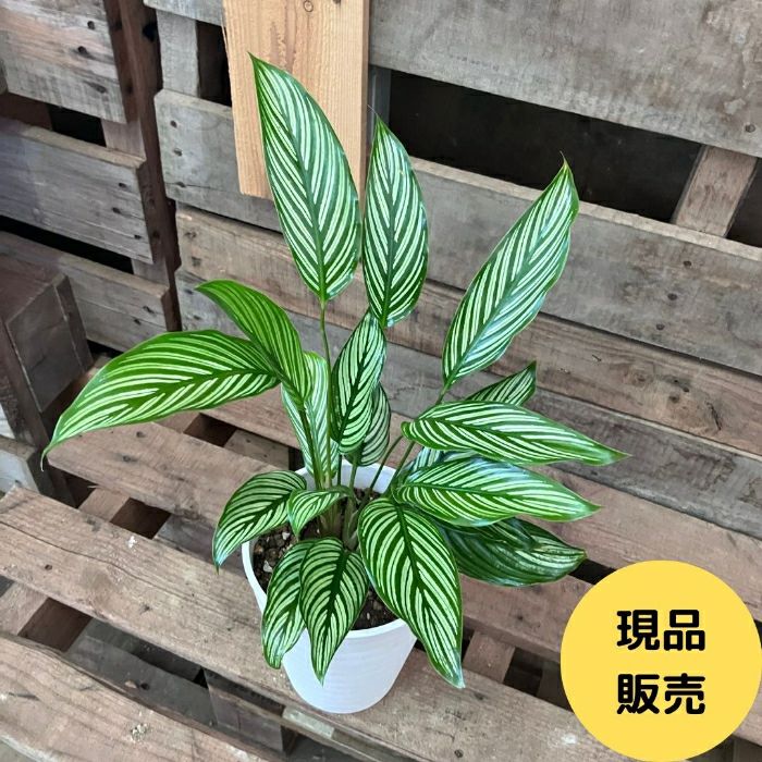 観葉植物現品販売