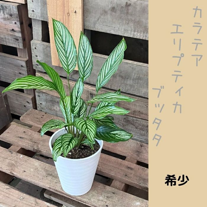 観葉植物現品販売