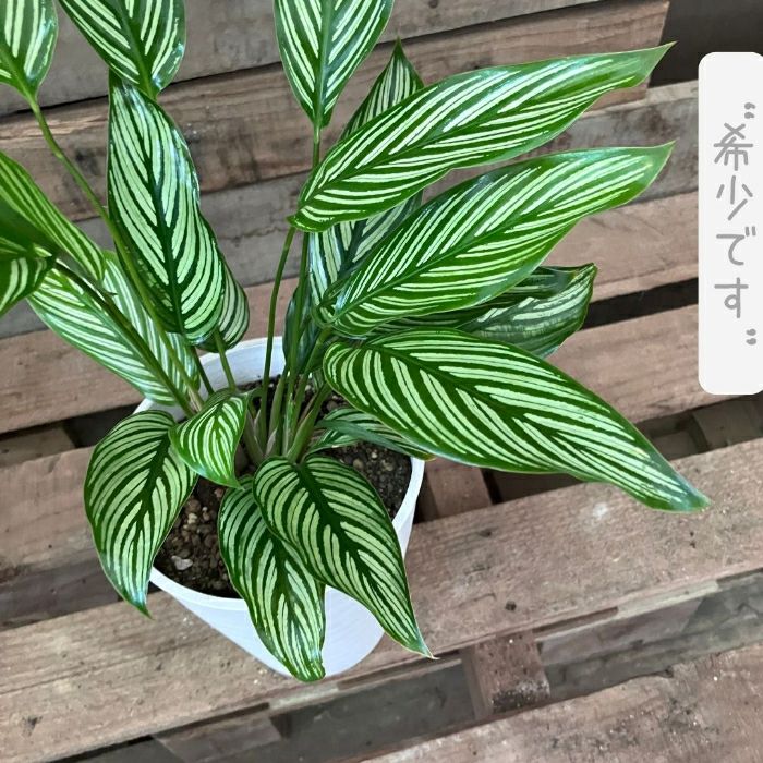 観葉植物現品販売