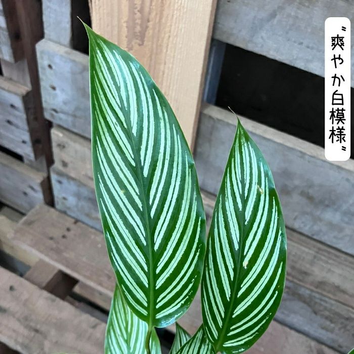 観葉植物現品販売