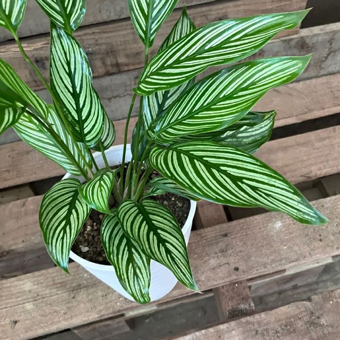 観葉植物現品販売