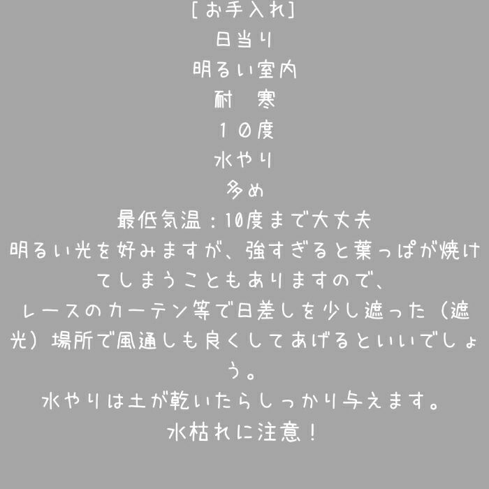 観葉植物現品販売