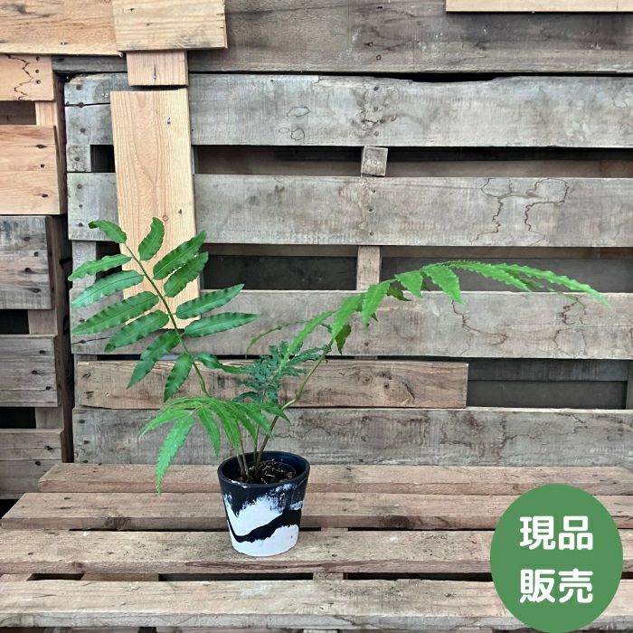 観葉植物現品販売