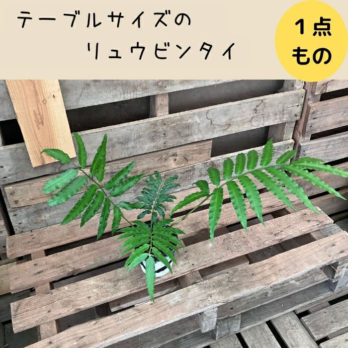 観葉植物現品販売