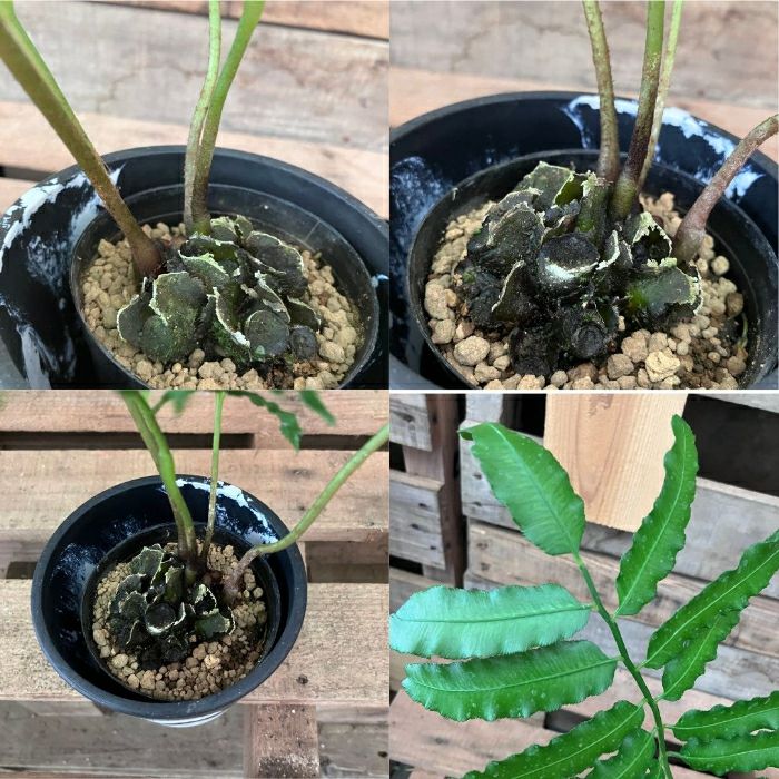 観葉植物現品販売