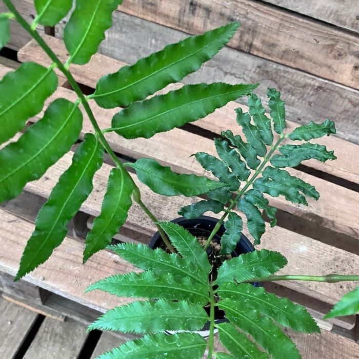 観葉植物現品販売