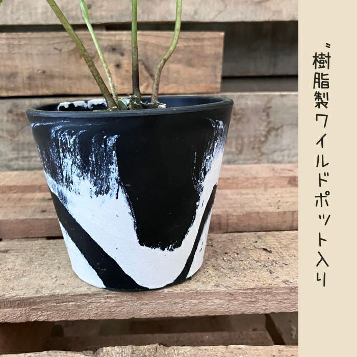 観葉植物現品販売
