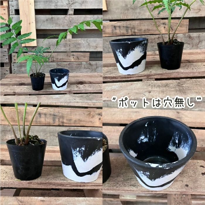 観葉植物現品販売