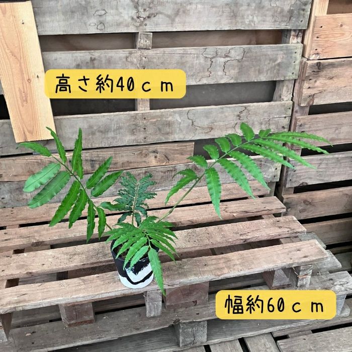 観葉植物現品販売