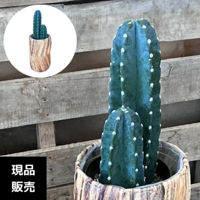 お気に入り ④10/31撮影 棘なし 120cm 大型 観葉植物 3株植え 柱