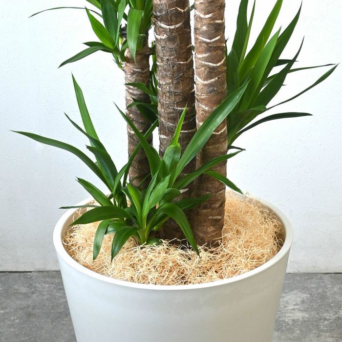 ひのき木綿（もくめん） 国産ひのき100%使用 マルチング（鉢土隠し）材