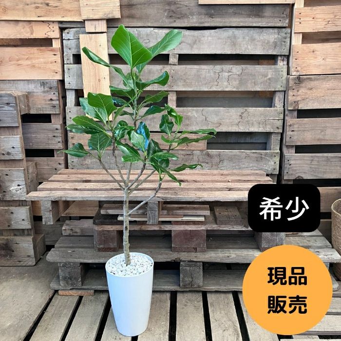 観葉植物現品販売