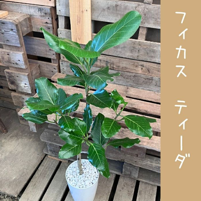 観葉植物現品販売