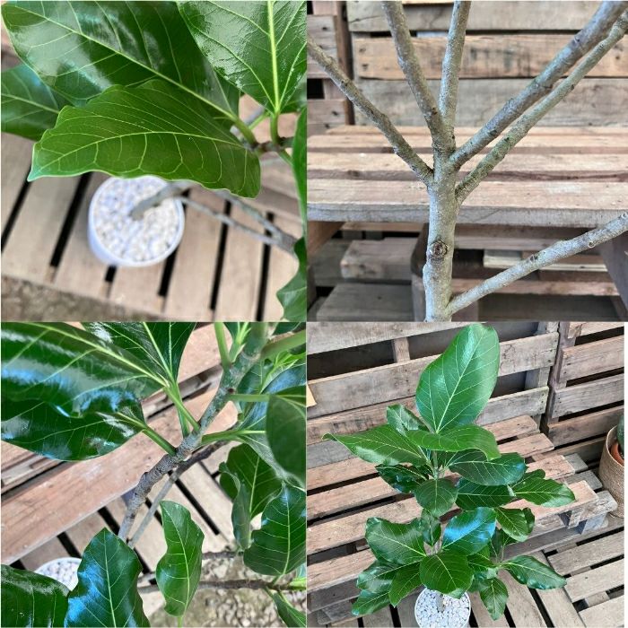 観葉植物現品販売