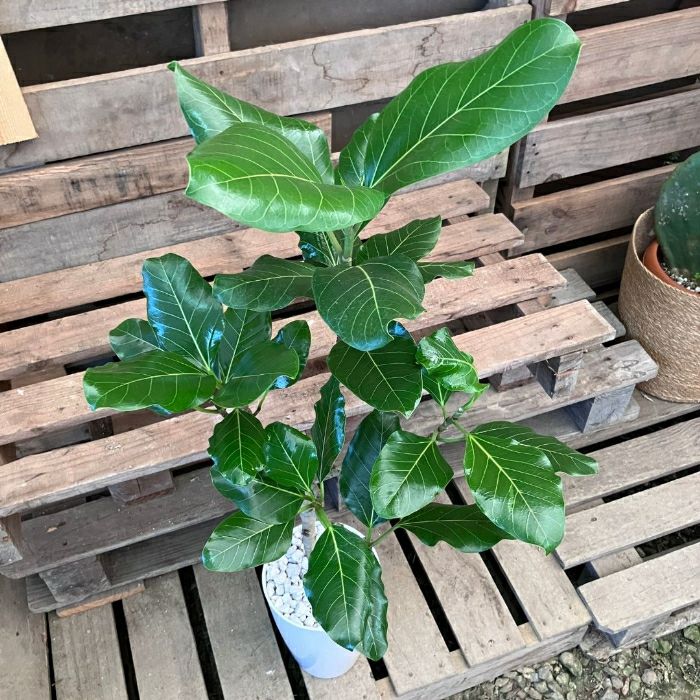 観葉植物現品販売