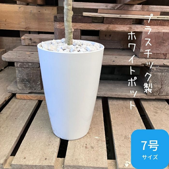 観葉植物現品販売