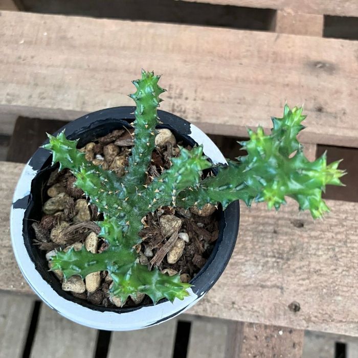 観葉植物現品販売