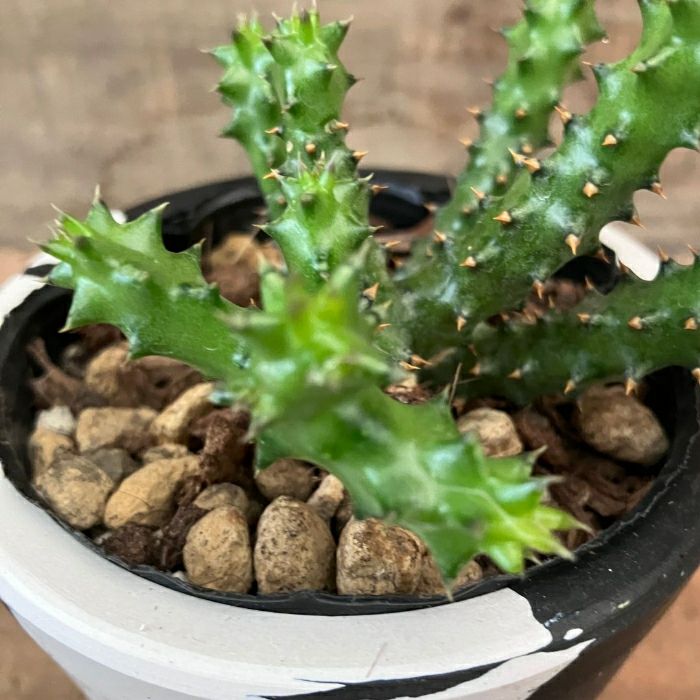 観葉植物現品販売