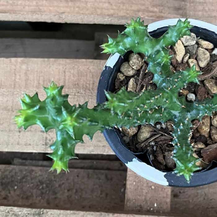 観葉植物現品販売