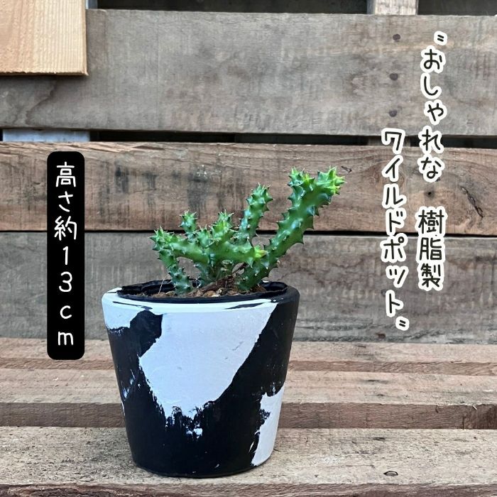 観葉植物現品販売