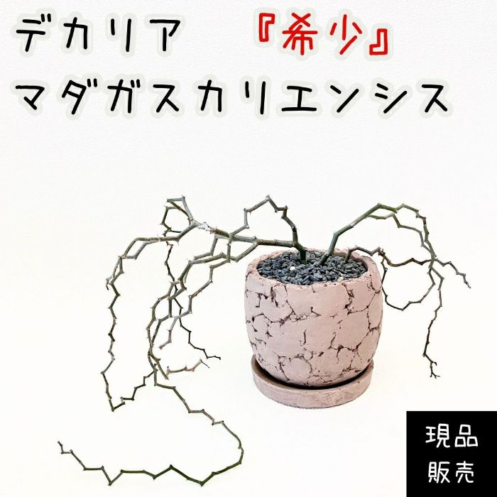 観葉植物現品販売