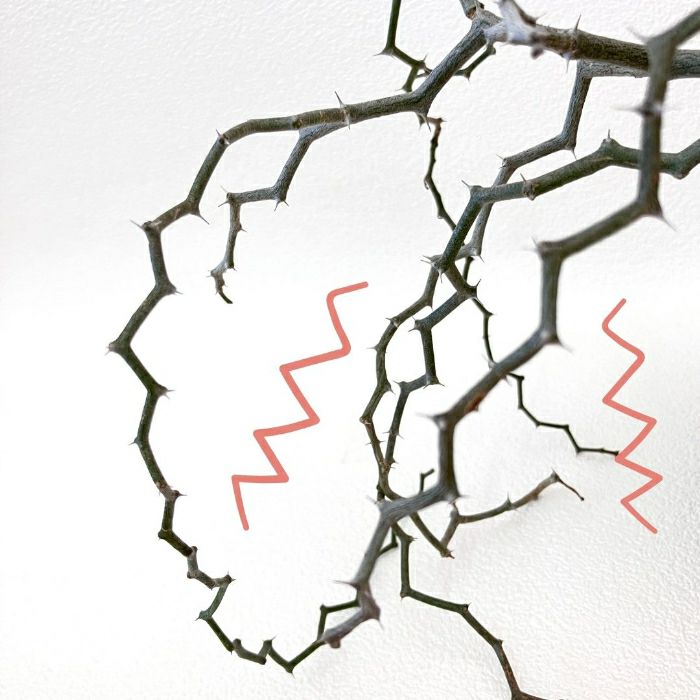 観葉植物現品販売