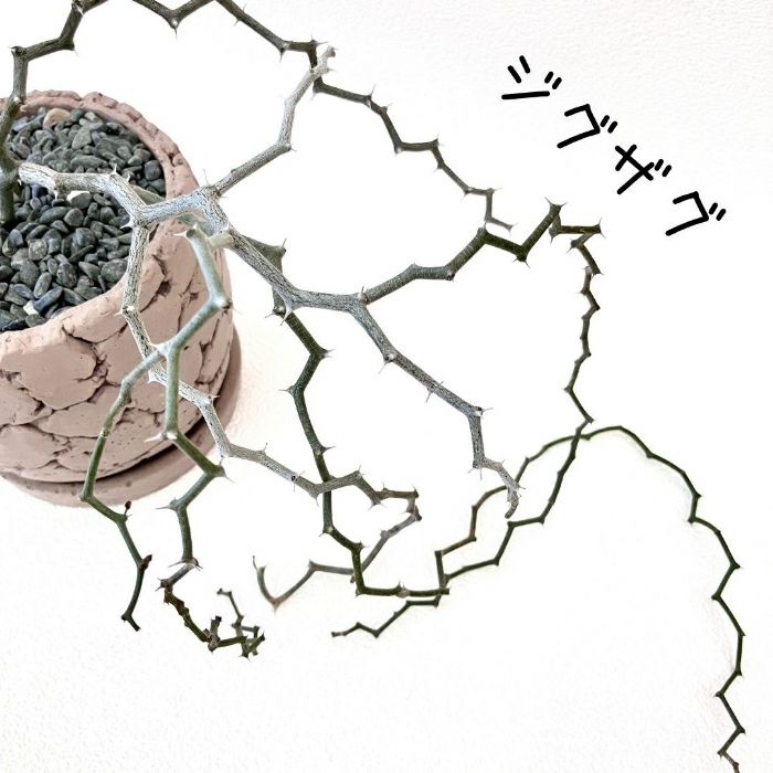 観葉植物現品販売