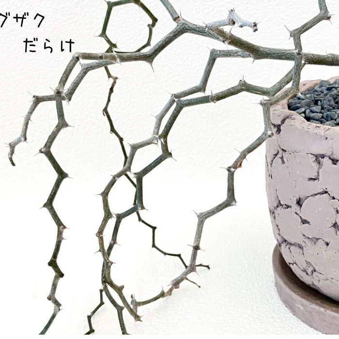 観葉植物現品販売