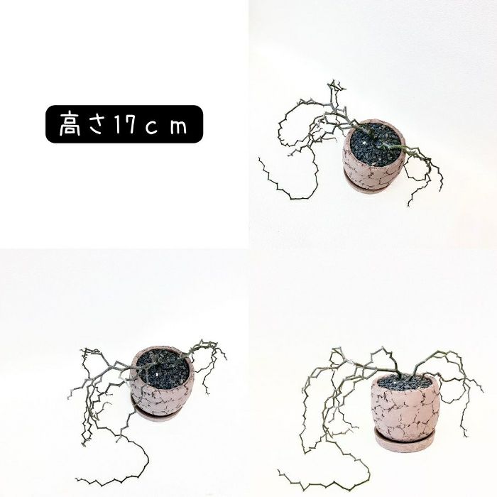 観葉植物現品販売