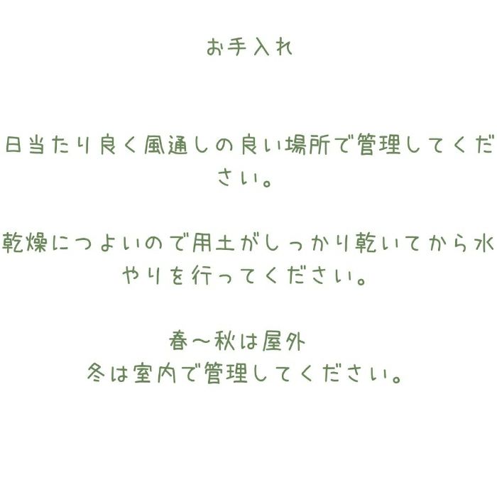 観葉植物現品販売