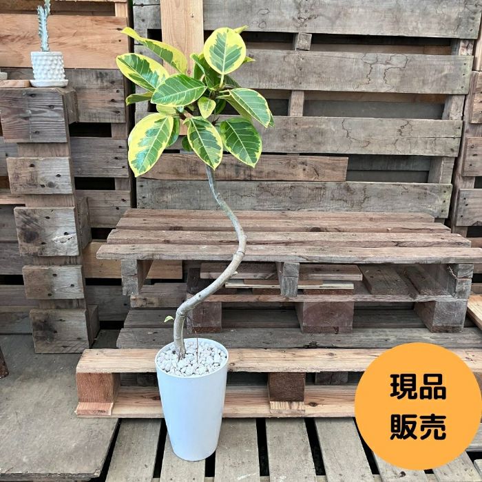 観葉植物現品販売