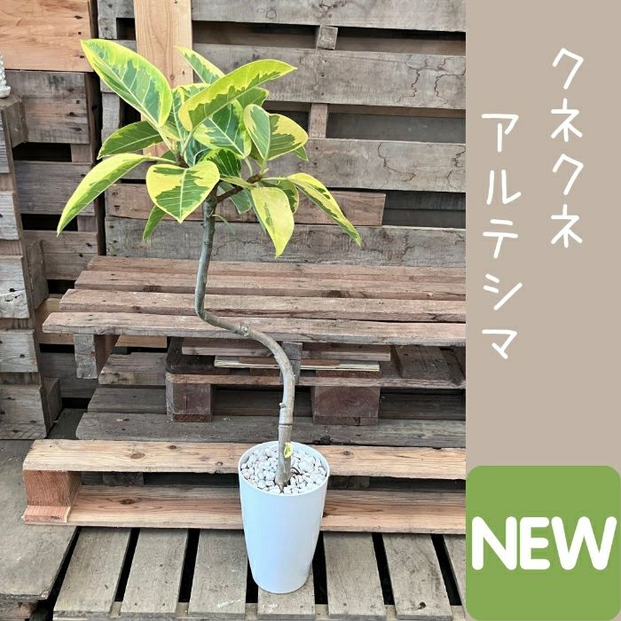 観葉植物現品販売