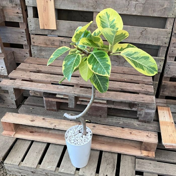 観葉植物現品販売