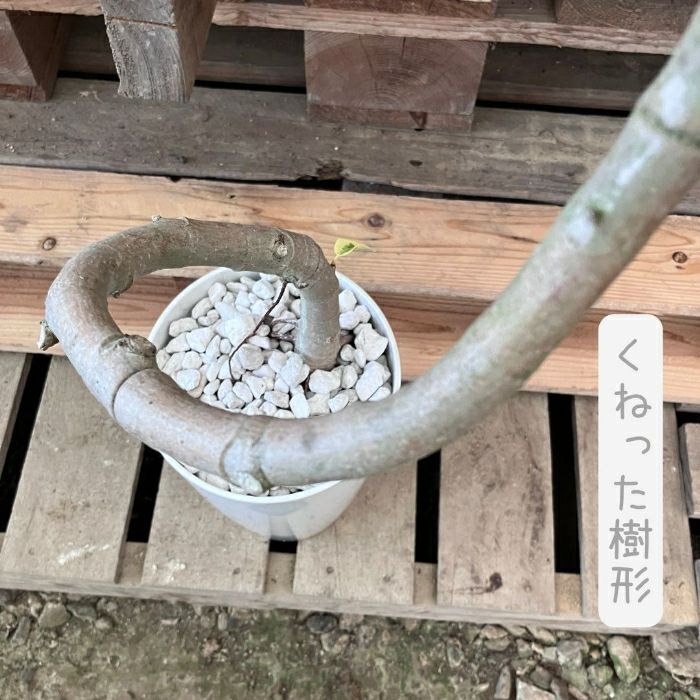 観葉植物現品販売