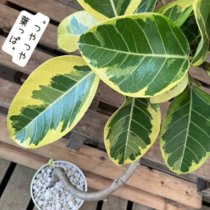 観葉植物現品販売