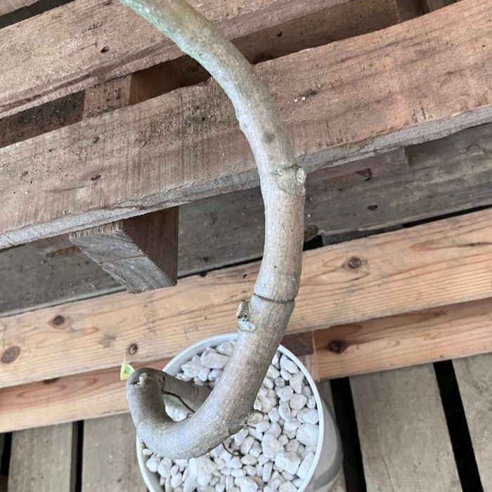 観葉植物現品販売