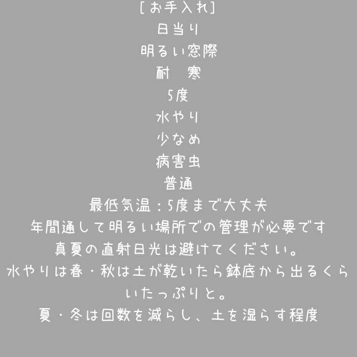 観葉植物現品販売