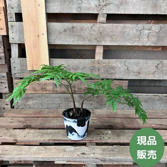 観葉植物現品販売