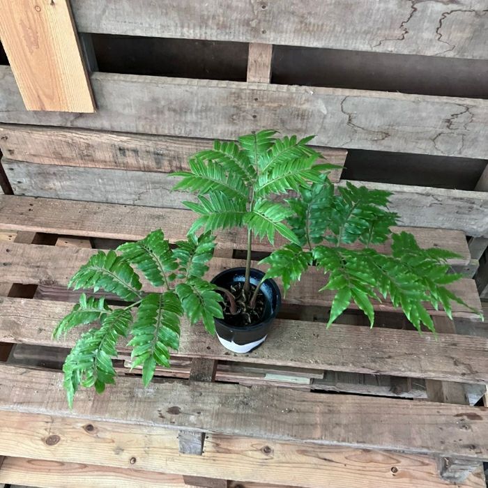 観葉植物現品販売