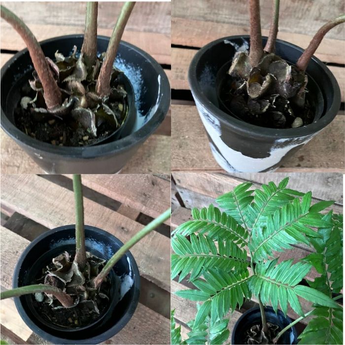 観葉植物現品販売