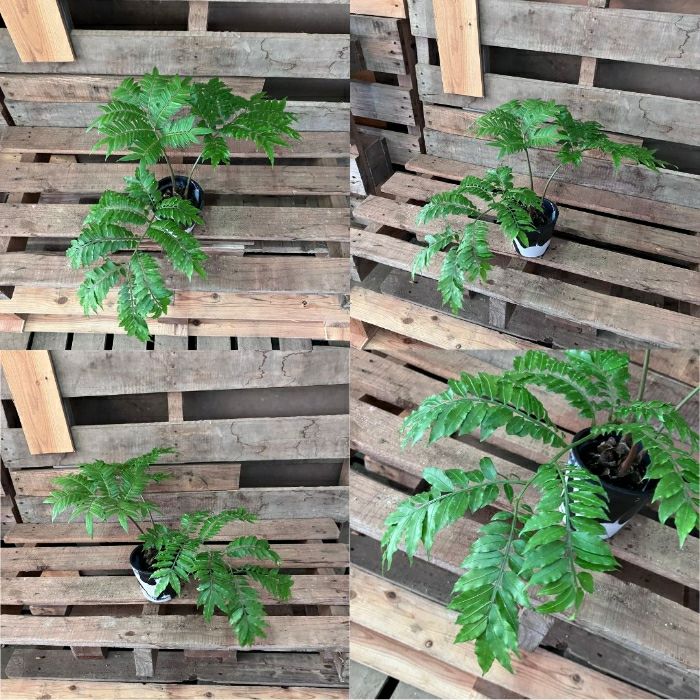 観葉植物現品販売