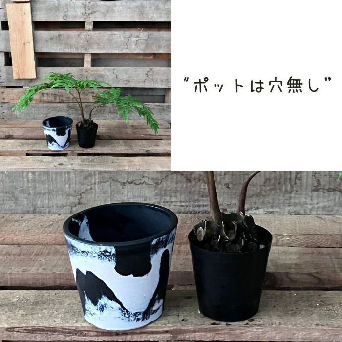 観葉植物現品販売