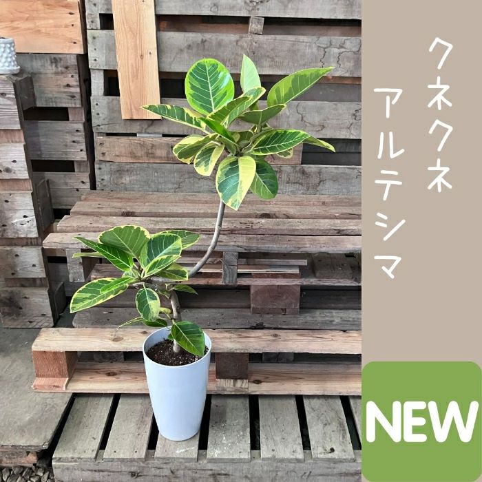 観葉植物現品販売