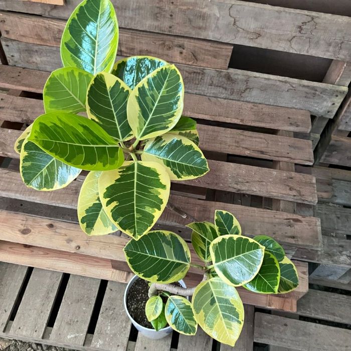 観葉植物現品販売