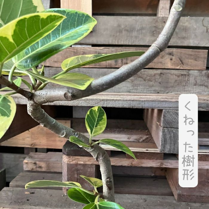 観葉植物現品販売