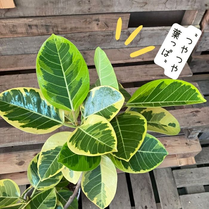 観葉植物現品販売