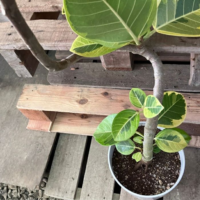 観葉植物現品販売